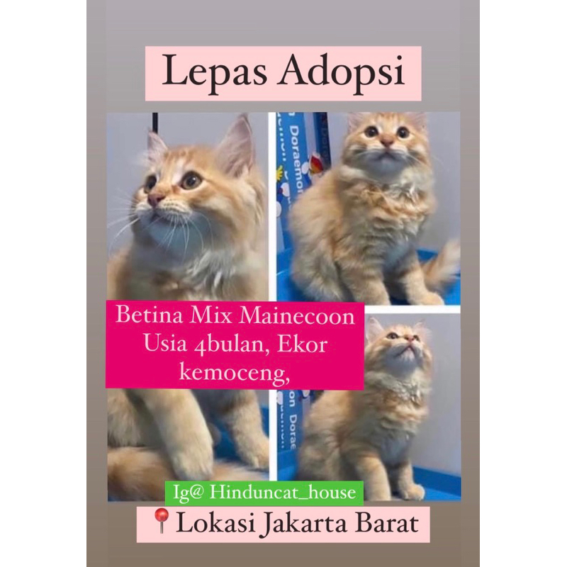 kitten Betina Mix Mainecoon