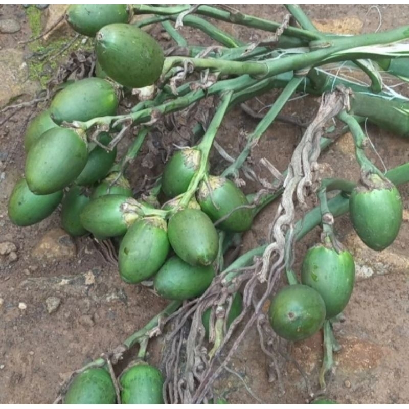

Buah pinang muda