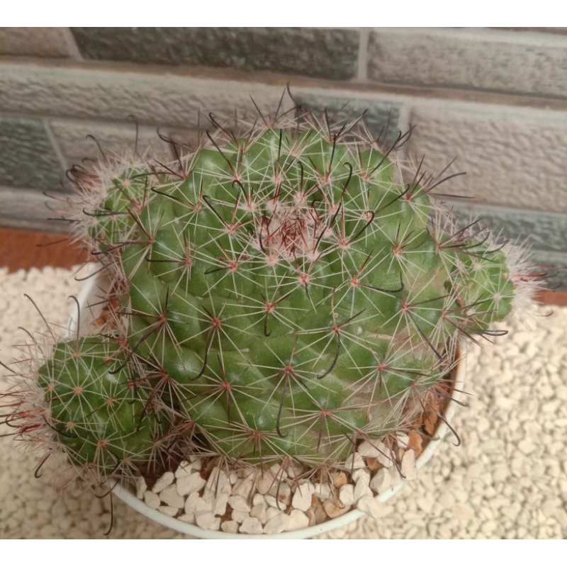 Tersedia berbagai jenis kaktus jenis dan ukuran