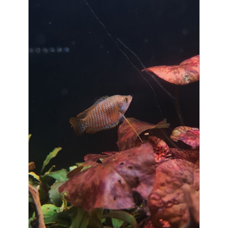 sepat tralis | ikan hias aquascep air tawar sepat tralis