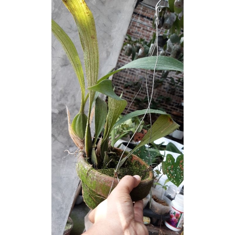 anggrek hitam Kalimantan col. Pandurata