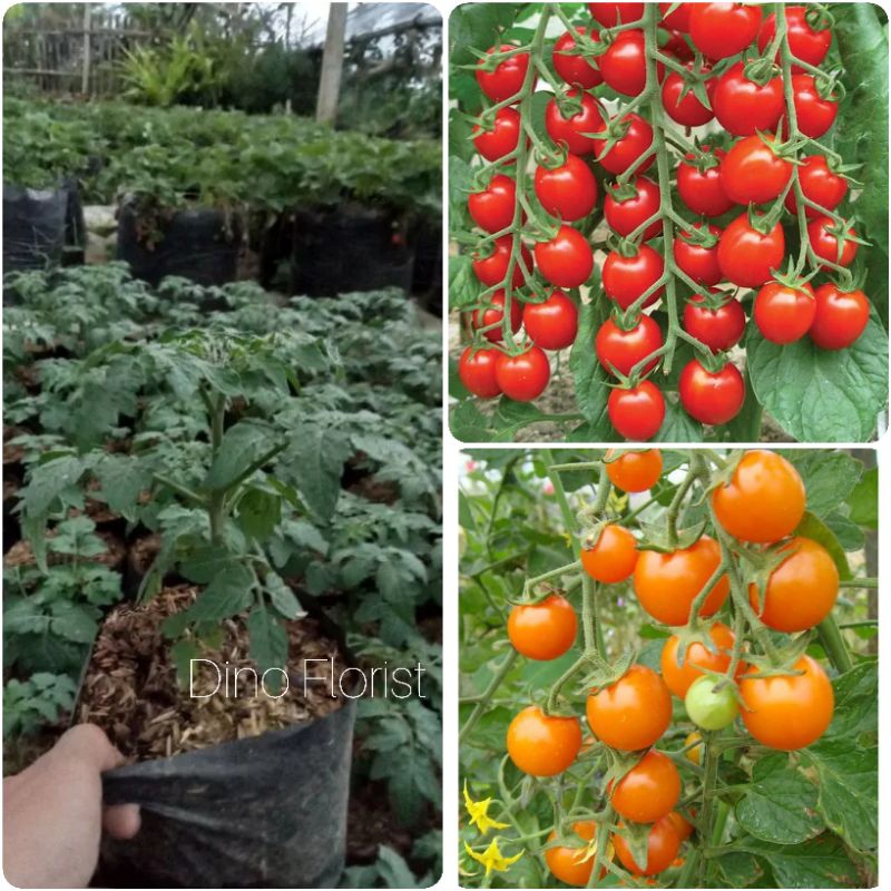 Bibit Tanaman Tomat Ceri / Tanaman Sayuran