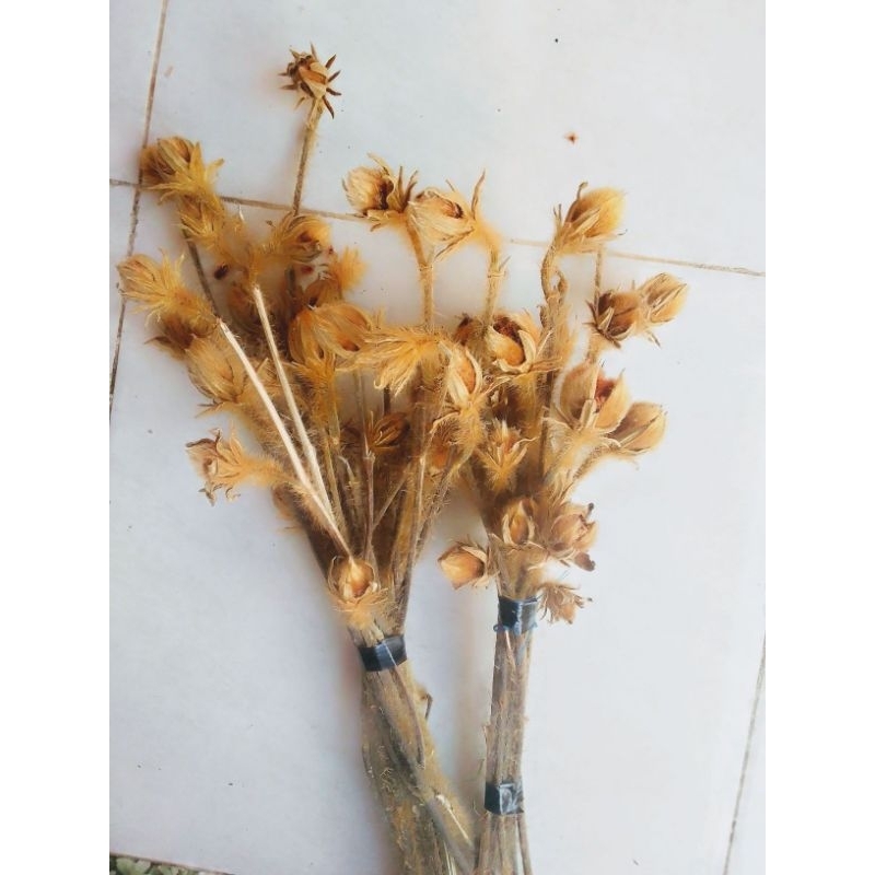 dried waru/bunga waru