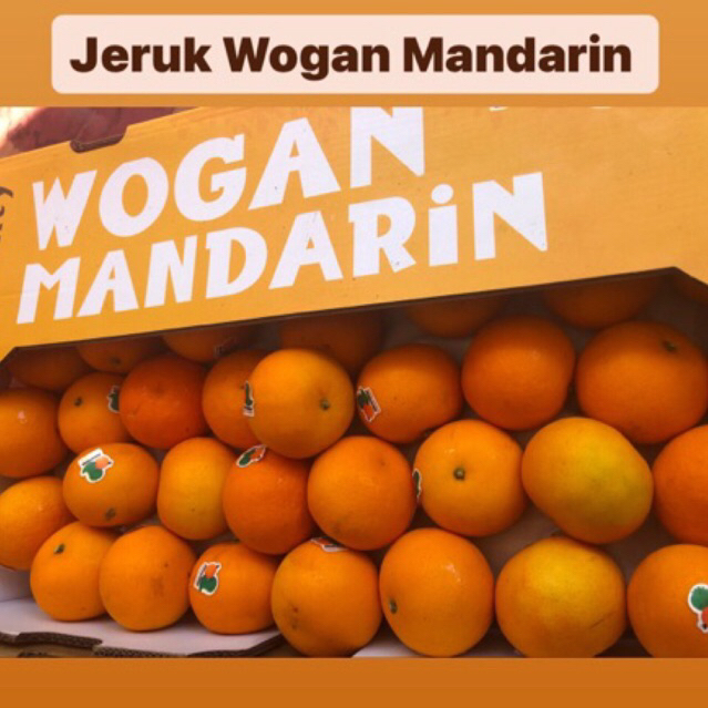 

Jeruk Wogan Mandarin Dino Fresh Size L ( Per Kg)