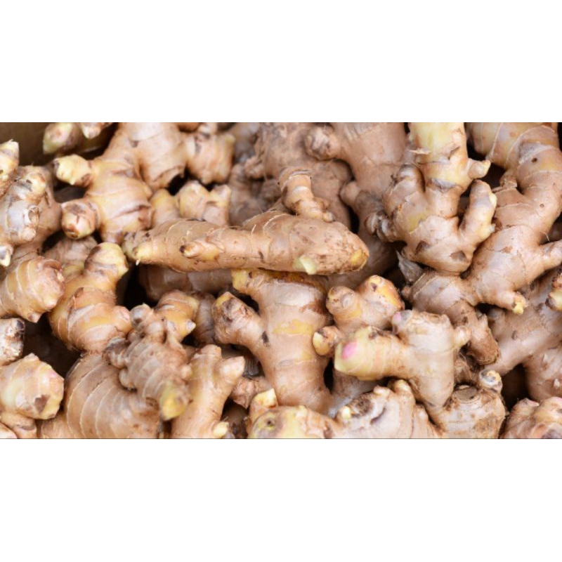 

JAHE PUTIH SEGAR ALAMI 1/2 Kg SIAP KIRIM
