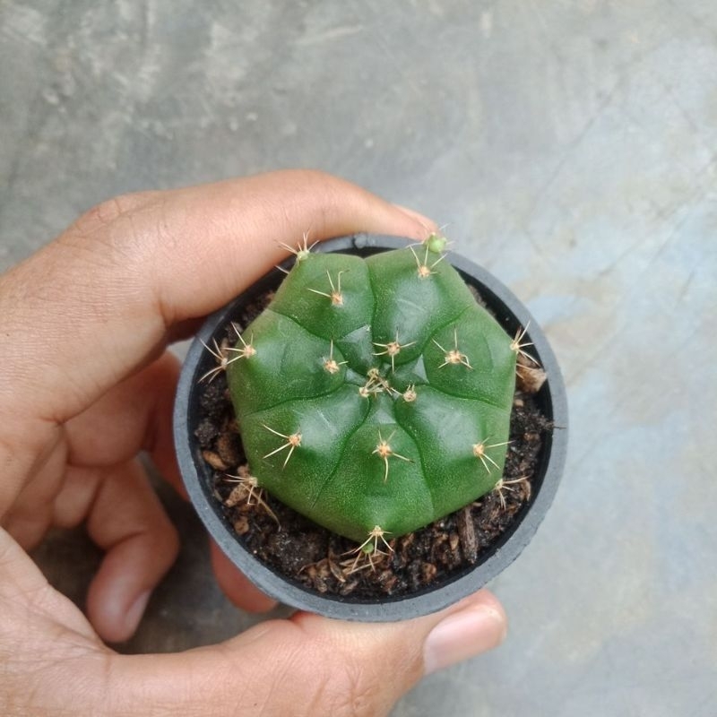 Gymno Damsii hijau