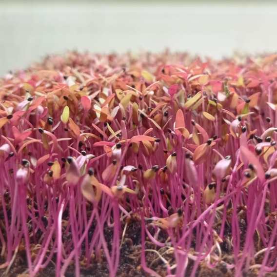 Benih Bayam Merah - Red Amaranth