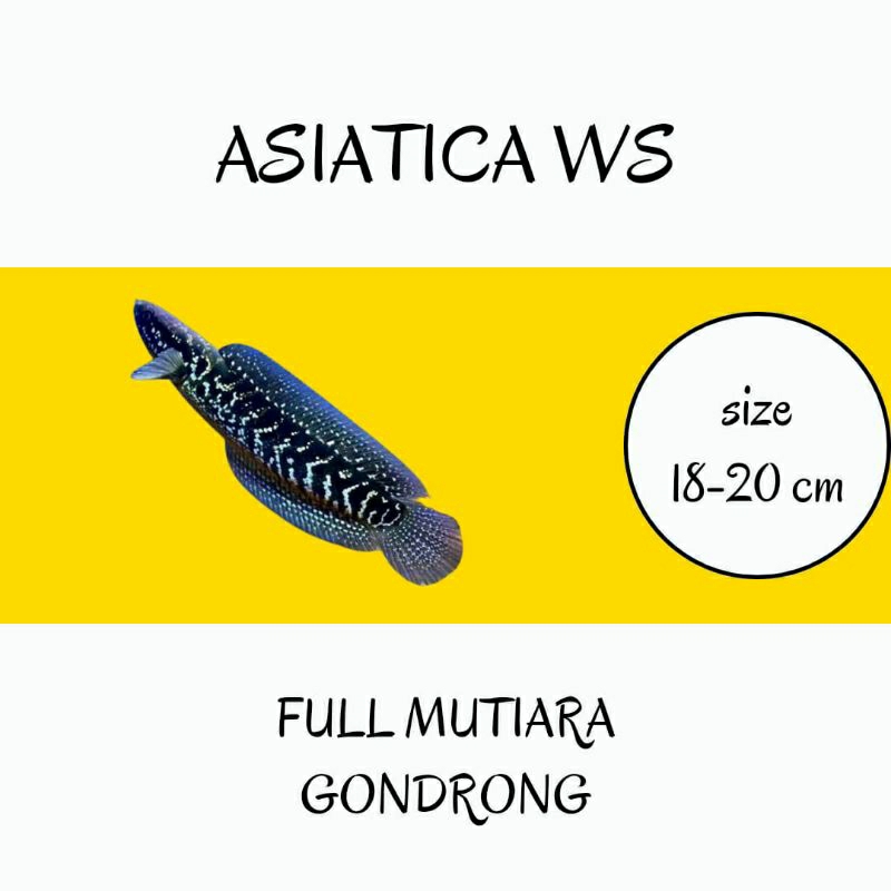 asiatica ws pure 18-20 size indukan full mutiara bisa request kelamin