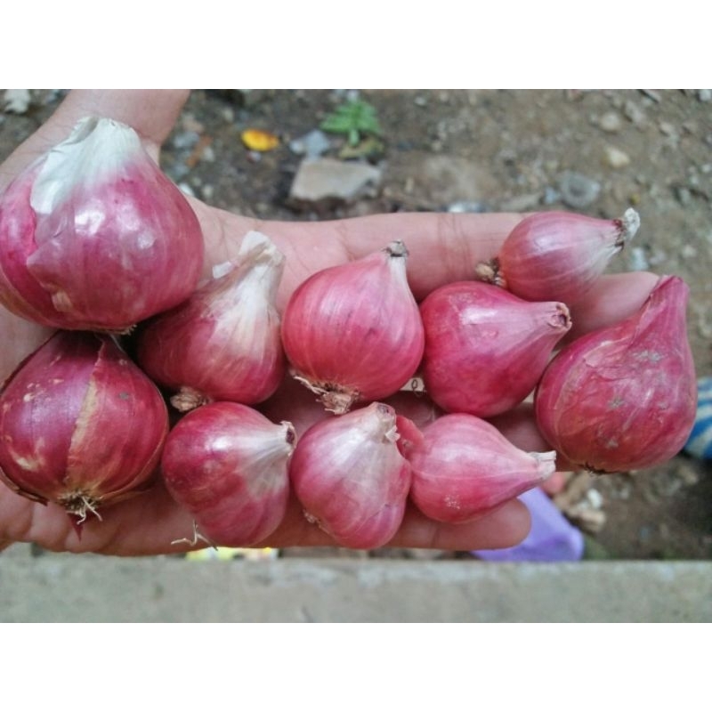 

Bawang Merah Besar Lokal Demak 1kg Jaminan Awet Kualitas Terbaik Termurah