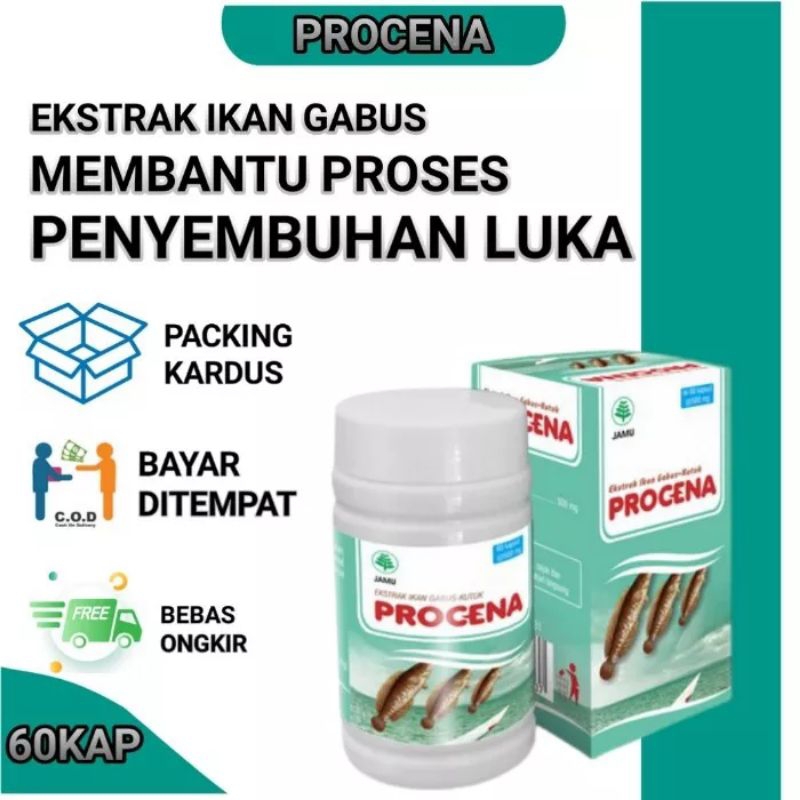 kapsul kutuk procena extrak kutuk