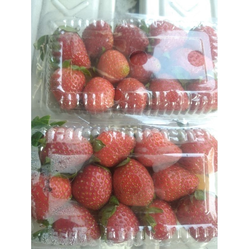 

BUAH STRAWBERRY SEGAR
