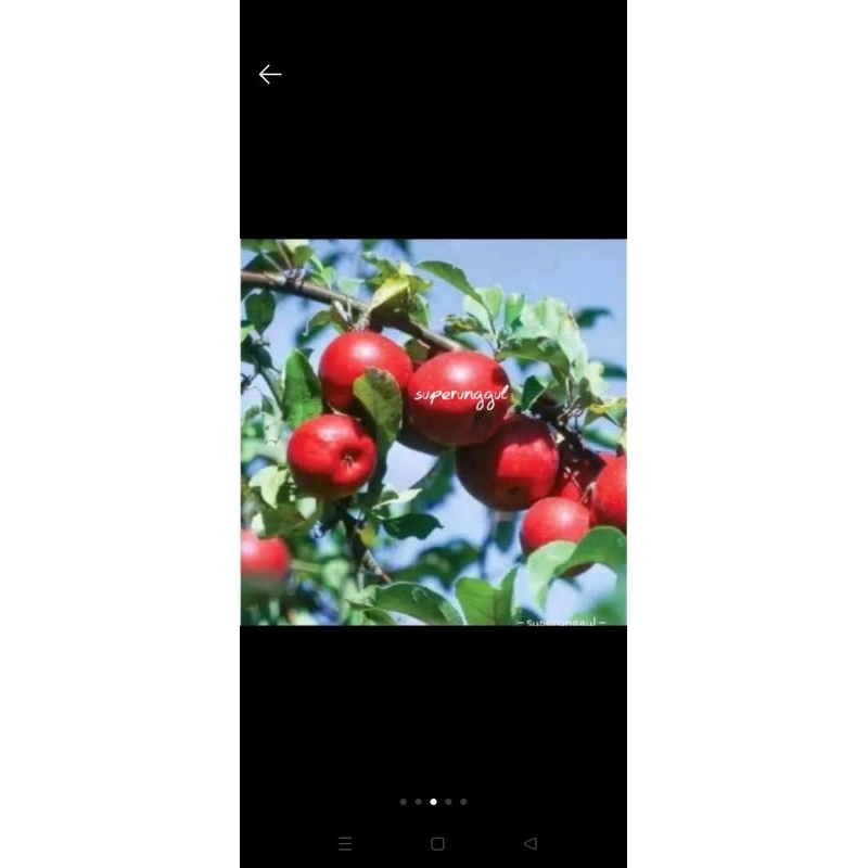 bibit apel merah siap berbuah