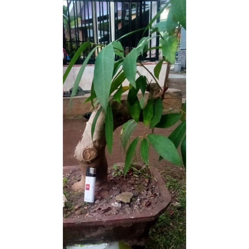 Bonsai Ficus Amplas Putih Meliuk Bonus Senter Kepala Mini