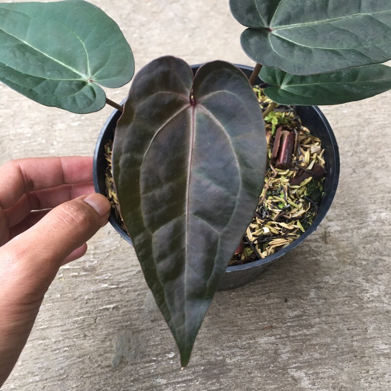 anthurium ace of spades