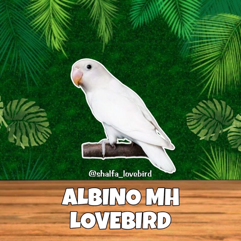 LOVEBIRD ALBINO MATA HITAM JANTAN/BETINA PAUD DAN DEWASA