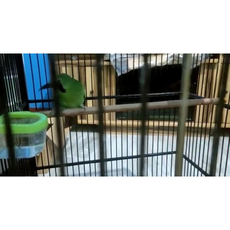 Burung Jalak IJO gacor jinak jamtrok crekan JATIM siap gantang Harga NETT