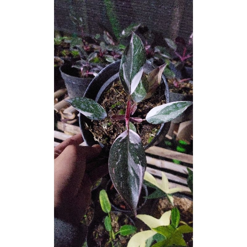 Philodendron Anderson / philo anderson / Philodendron Anderson Varigated