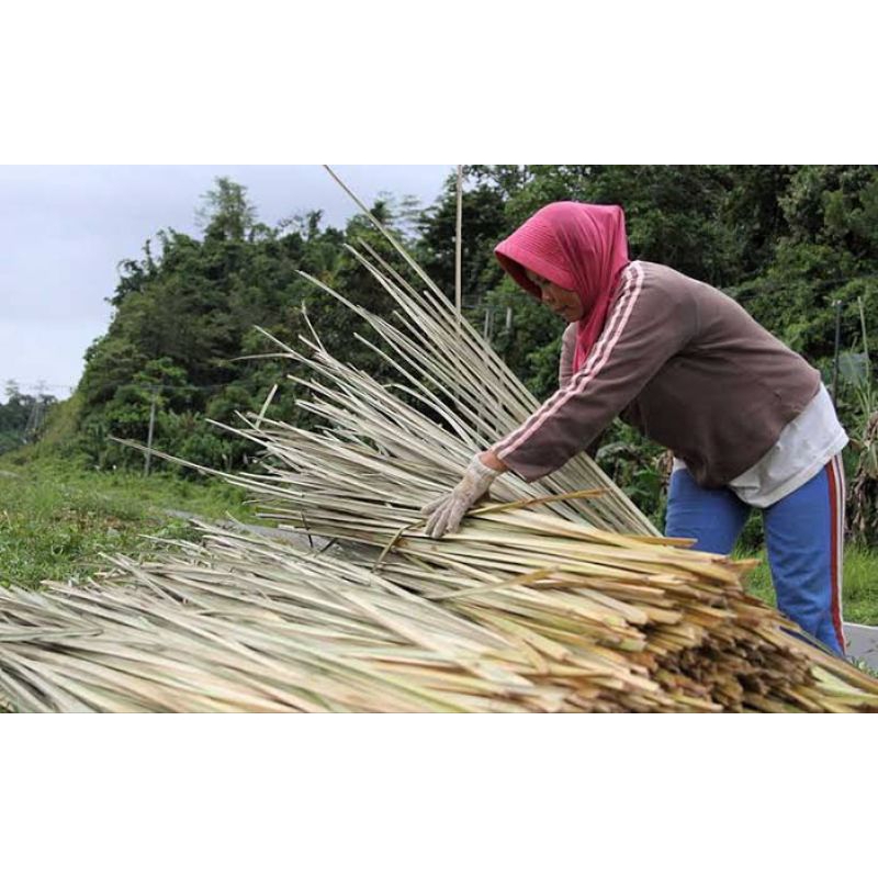

Daun Pandan Laut Kering Daun Pandan Untuk Kerajinan
