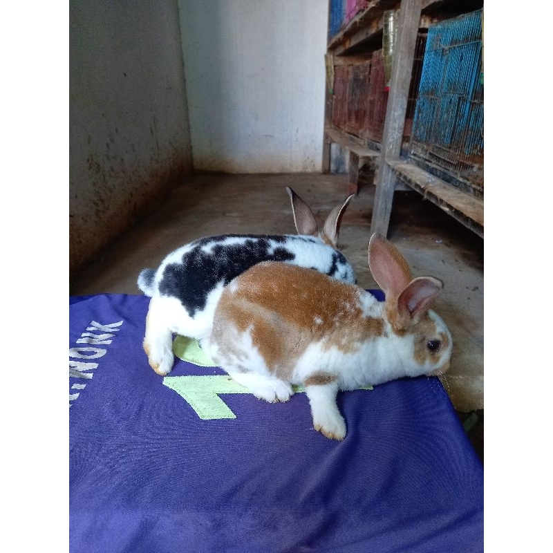 Kelinci Rex bulu karpet anakan sepasang (10).