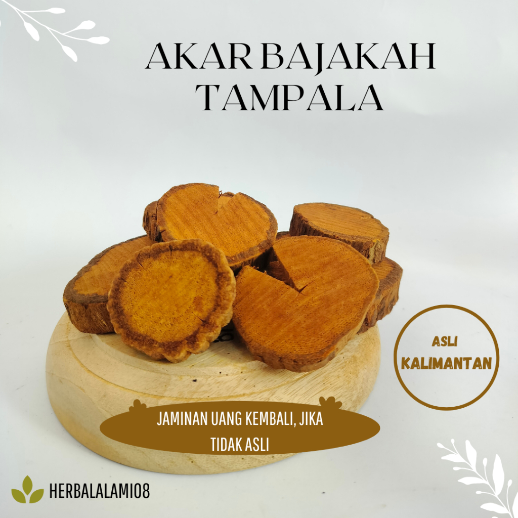 

AKAR KAYU BAJAKAH TAMPALA SUPER ANTI TUMOR DAN KANKER
