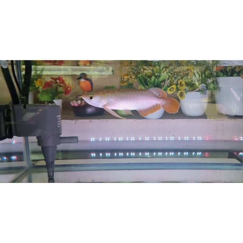 Arowana Banjar Red Metallic
