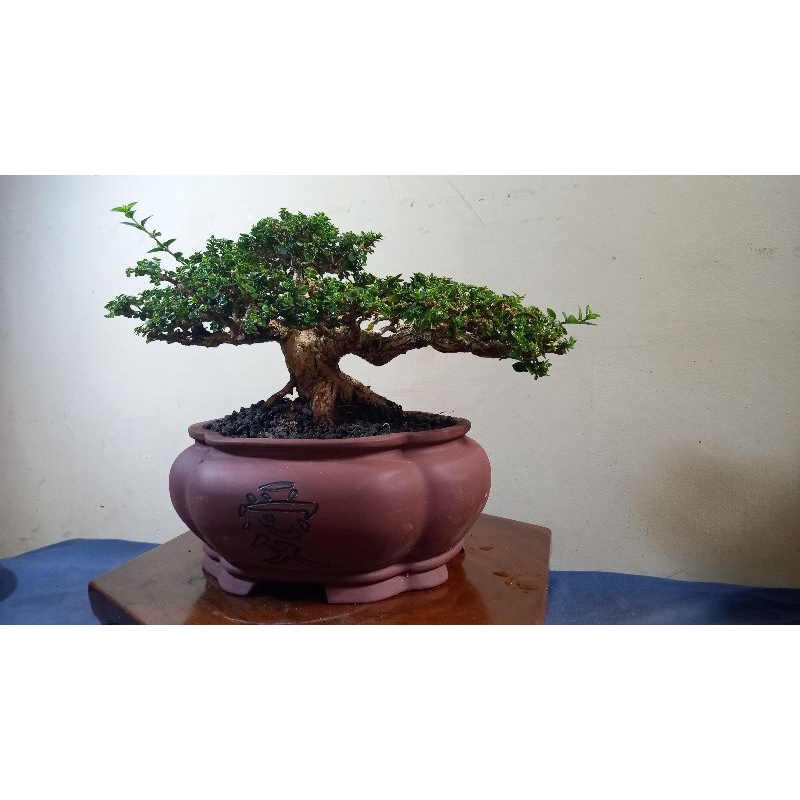 bonsai  sancang kelas kontes bagus