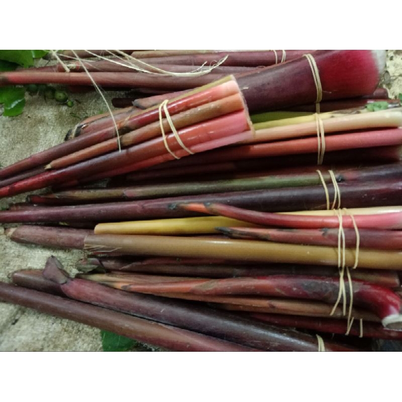 

honje kecombrang fresh per ikat 500gr