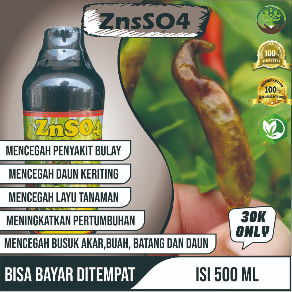 Obat Atasi Daun Cabe Keriting pupuk znso4 super zet en pupuk cair tanah asem ,obat tanaman Cabe Keri