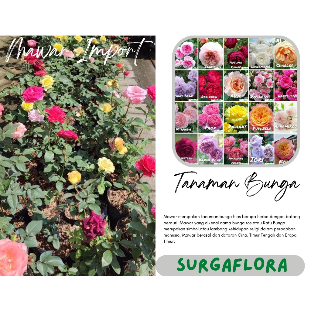Tanaman Hidup Bibit Bunga Mawar import Hidup Berbunga-Mawar wangi-Mawar Rambat-Mawar murah-Mawar can