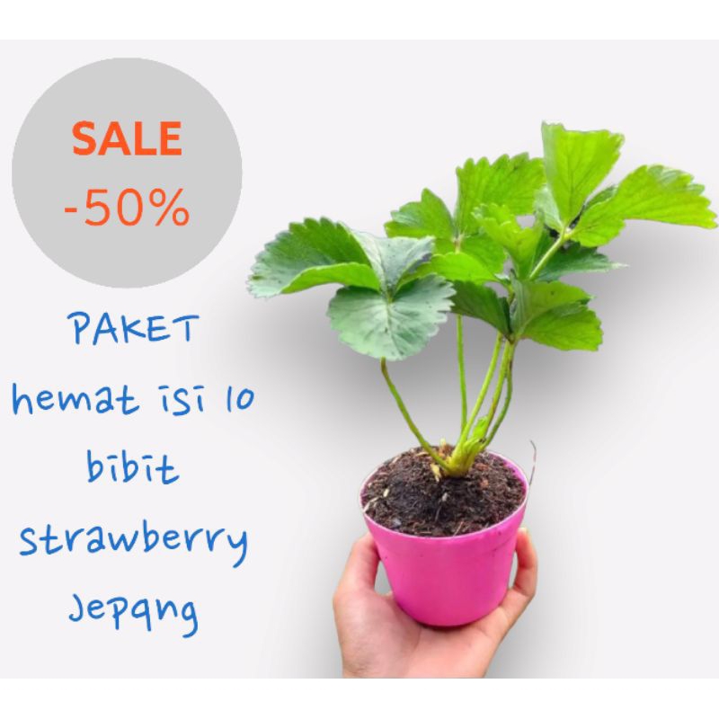 Bibit strawberry Jepang jumbo buah manis