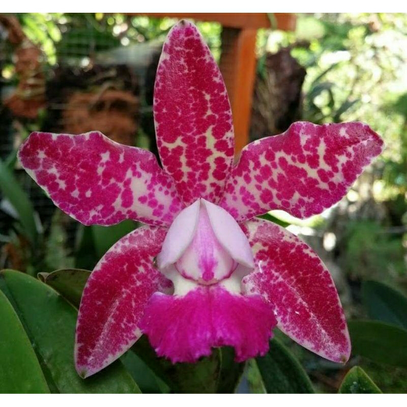 anggrek pra remaja Cattleya hybrid thailand new