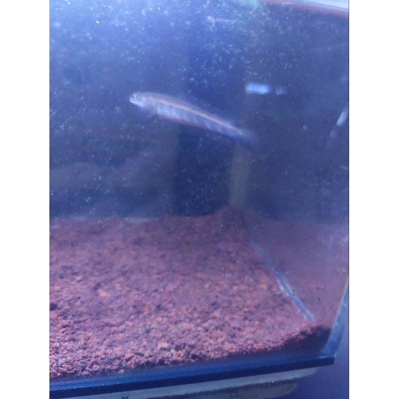 green marulius seruyan