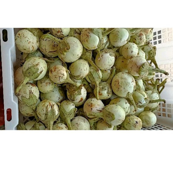 

terong kabing/terong putih