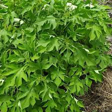 

DAUN INSULIN/DAUN KIPAHIT KARINYUH 1KG PRES