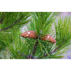 

DAUN PINUS SEGAR 1 KG