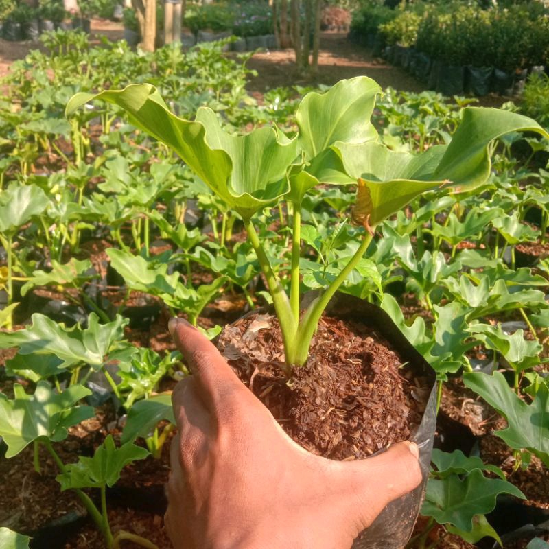 Tanaman Hias Philo Jari/Tanaman Philo Jari/Philo Jari