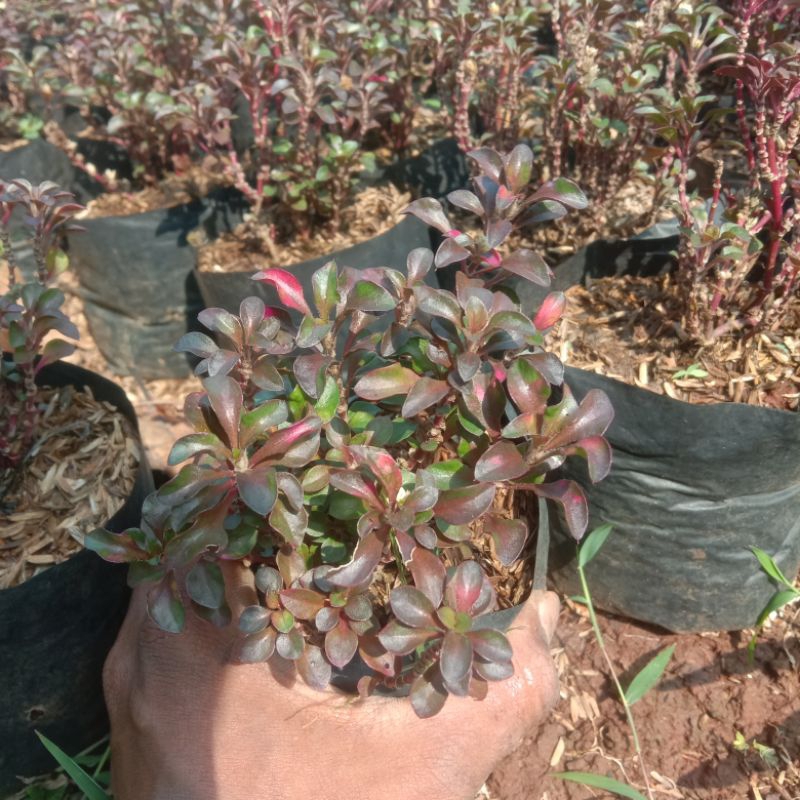 Krokot Merah/Tanaman Krokot Merah