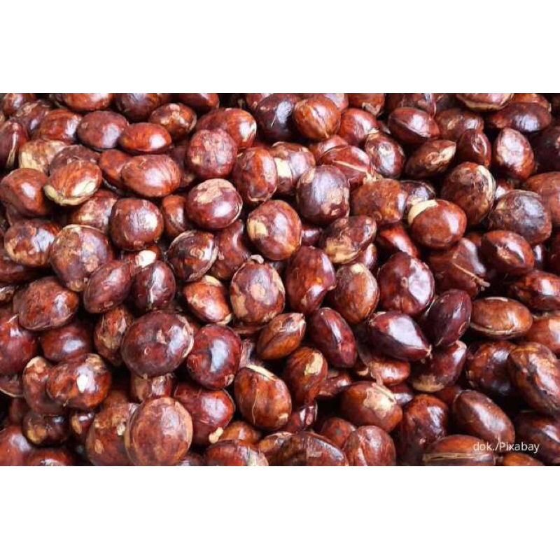 

JENGKOL MENTAH