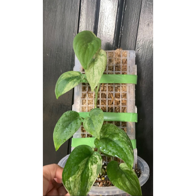 scindapsus jade satin white variegata real pic