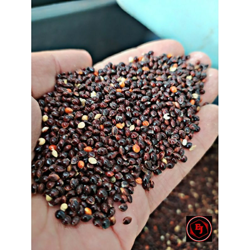 MILET HITAM MILET BLACK PAKAN BURUNG