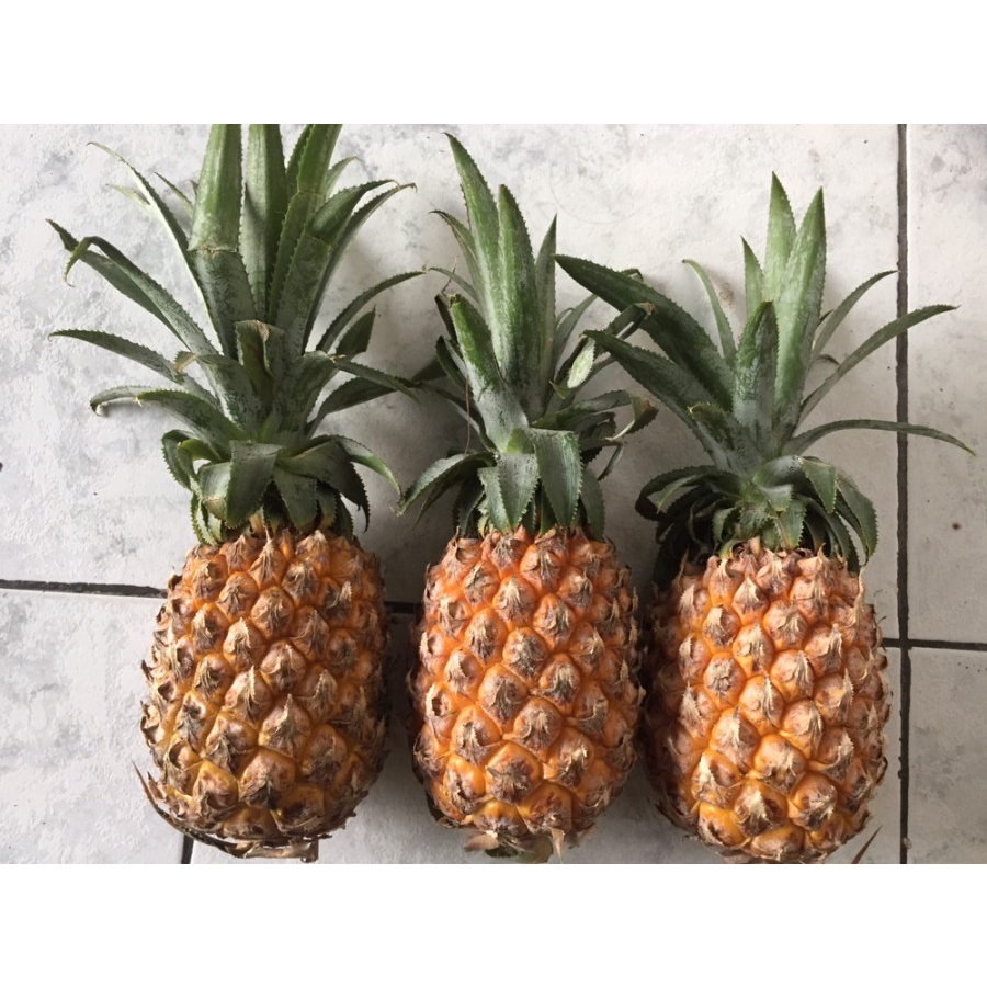 

BUAH NANAS MADU