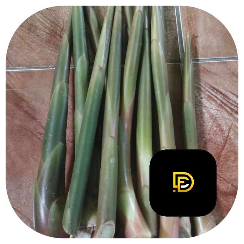 

Batang kecombrang muda batang honje muda 1 kg segar-az