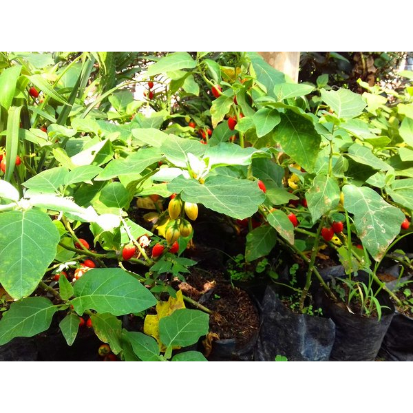 Bibit Tanaman Terong Belanda