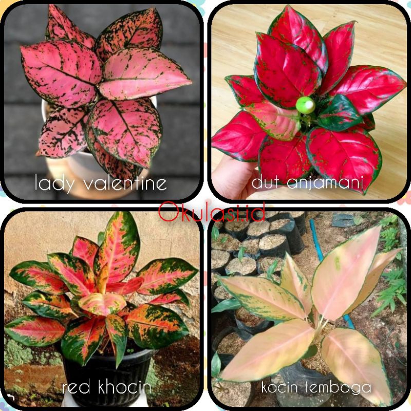 (COD) paket 4 jenis bunga aglonema termurah