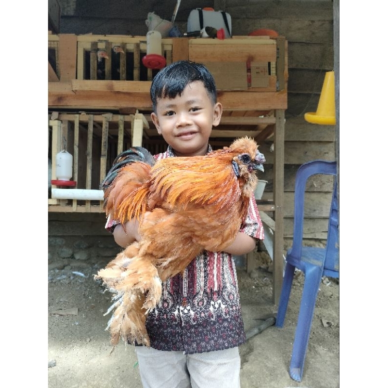 anakan ayam hias satin/silkie
