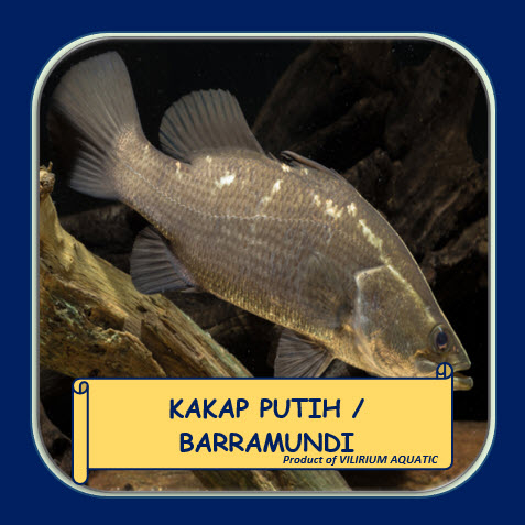 IKAN HIAS AIR TAWAR - KAKAP PUTIH / BARRAMUNDI / LATES CALCARIFER