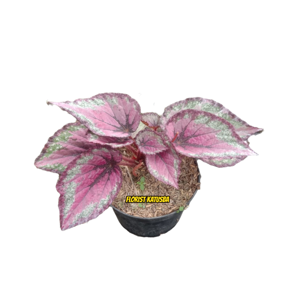 tanaman hias begonia pink thailand murah
