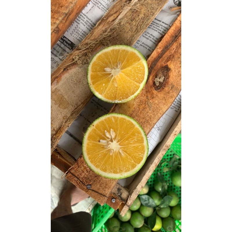 

Jeruk Baby Java Malang Manis // JERUK MPASI