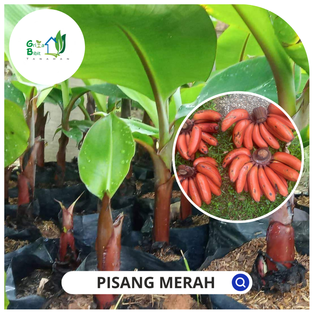 BIBIT BUAH PISANG MERAH - BIBIT PISANG MERAH - BIBIT PISANG GENDERUWO - BIBIT PISANG KIDANG Griya Bi