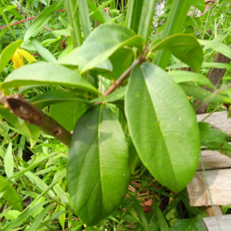 

Daun cingcau perdu segar per 500 gram